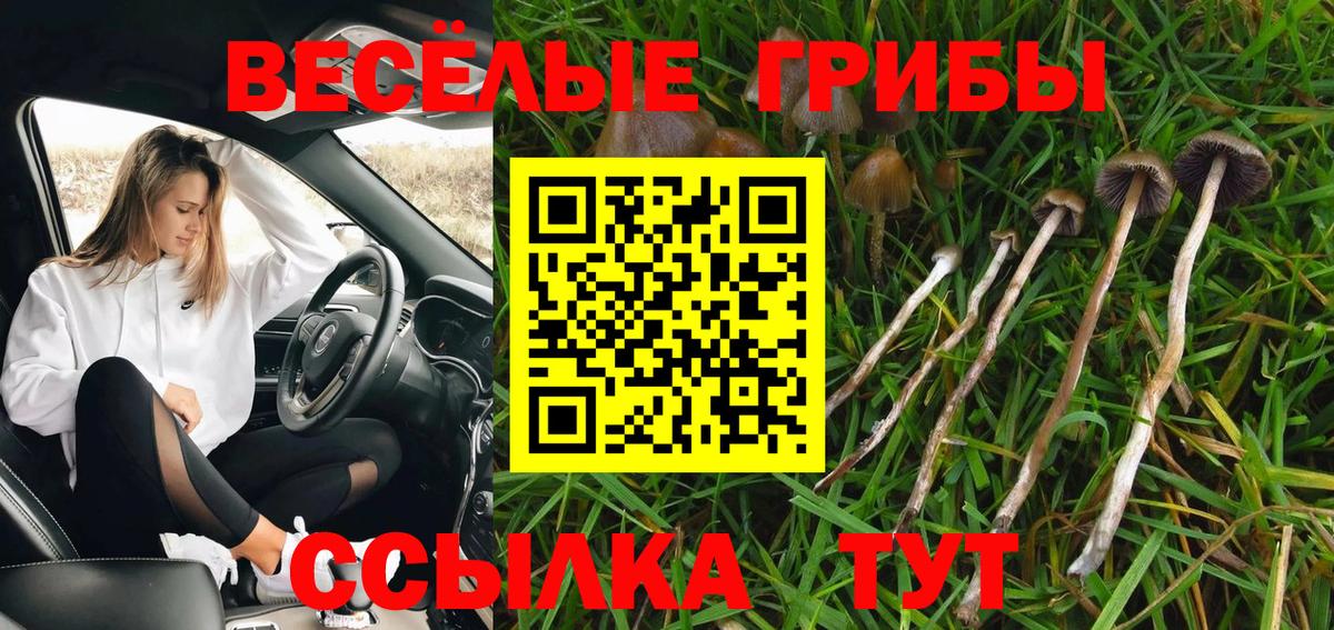 где купить наркоту  Вход с VPN  Фролово  Галлюциногенные грибы Psilocybe 